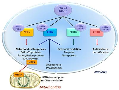 Estrogens, Estrogen Receptors Effects on Cardiac and Skeletal Muscle Mitochondria